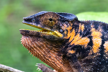 Colorful chameleon on a branch in a national park on the island of Madagascar