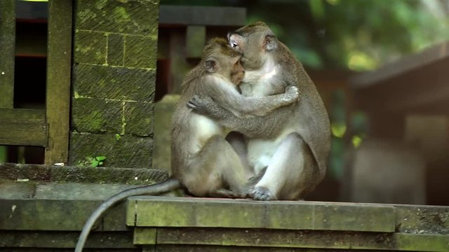 Adult big male monkey playing with small monkey.
