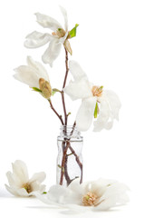 Beautiful delicate white magnolia in glass bottle isolated on white background