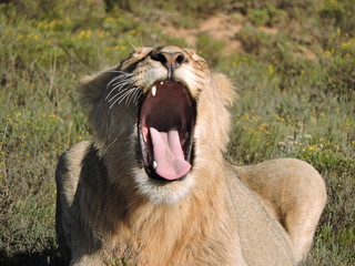 lion yawn