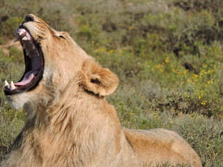 Lion yawn