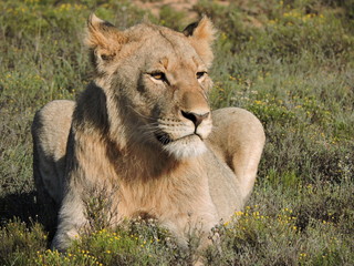 lion in the grass