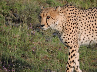 cheetah in the grass