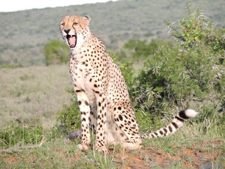 Cheetah yawn