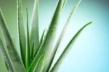 Aloe Vera closeup. Aloevera plant, natural organic renewal cosmetics, alternative medicine. Aloe Vera leaf close-up. Skin care concept, moisturizing. On green and blue background. 