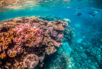 Fototapeta na wymiar Colorful coral reef formations in crystal clear blue water