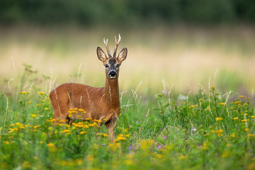 Alert roe deer, capreolus capreolus, buck blind on one eye looking into camera on green summer meadow with blooming flowers. Attentive roebuck with copy space. Wild animal with antlers in nature.