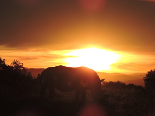 Rhino in the sunset