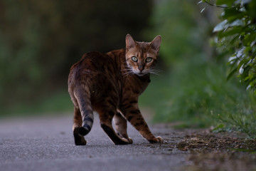 Obraz premium Brown kitten hunts on the street.