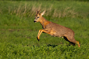 Fast roe deer, capreolus capreolus, buck loosing fur and jumping while running in spring nature at sunrise. Male mammal shedding coatingand spring on green field from side view.