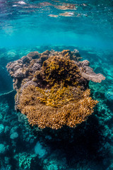 Colorful coral reef formations in clear blue water