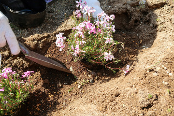 庭でガーデニングをする女性2　