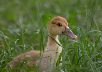 
little yellow duckling in green grass