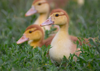 
little yellow ducklings in green grass