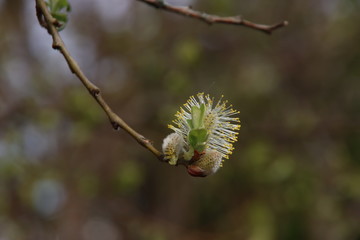 Blossom flower of the Hybrid Willow or salix humilis in public park in Nieuwerkerk aan den Ijssel in the Netherlands