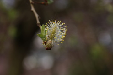 Blossom flower of the Hybrid Willow or salix humilis in public park in Nieuwerkerk aan den Ijssel in the Netherlands © André Muller