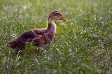 
little duckling walks in green grass