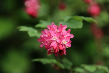 Redflower currant of Ribes Sanguineum blossom in public park in the Netherlands