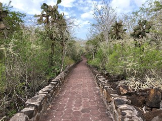 wooden bridge in the forest