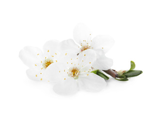 Naklejka na ściany i meble Twig with beautiful cherry flowers and leaves isolated on white. Spring season