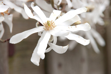 Magnolia stellata, sometimes called the star magnolia with white blossom in a garden in Nieuwerkerk aan den IJssel