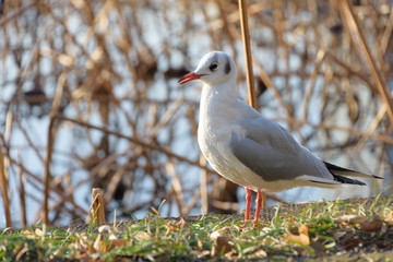 池のほとりの鳥