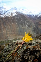 Herbal ayurvedic flower