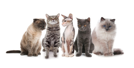 Adorable cats on white background. Lovely pets