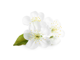 Beautiful tree blossom isolated on white. Spring season