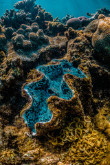 Giant clam resting among colorful coral reef