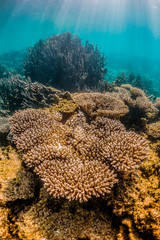Colorful coral reef formations in clear blue water