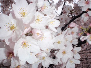 桜