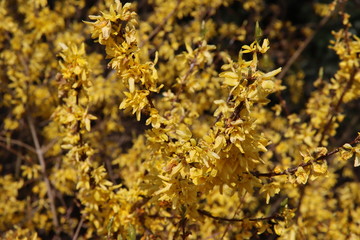 Yellow flowers of Forsythia plants in public greenery in park Hitland in the Netherlands