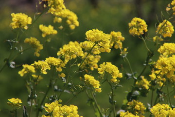 yellow flower of the rapeseed plant which grows wild and uncultivated in the Netherlands