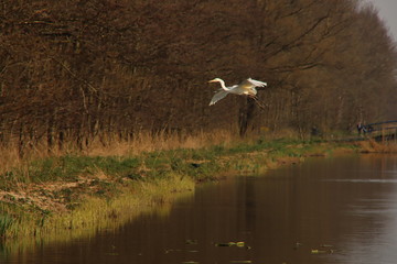 An Egret approaches to land along the ditch in search of food in Park Hitland in Nieuwerkerk aan den IJssel