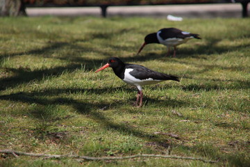 oystercatchers looking for food in a field close to the port of Rotterdam