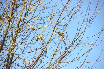Ring-necked parakeet in a tree in the garden where they manage to save as a native species in the Netherlands
