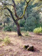 Holm oak in the forest of Santa Cruz de Campezo, Álava, Basque Country, Spain. Typical landscape of the Montaña Alavesa area.