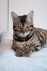 Portrait of a Bengal cat with yellow eyes. The animal carefully looks at the lens. The vertical format.