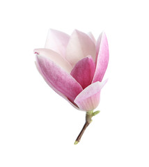 Beautiful magnolia flower isolated on white. Spring blossom