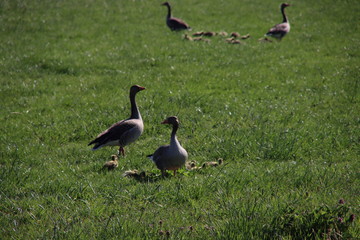 Young geese chicks in the pastures in the Krimpenerwaard where they cause inconvenience to farmers