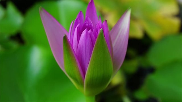 Time-lapse Lotus blooming flower in the pond in the morning.