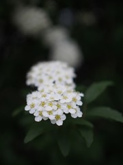 緑道に咲くコデマリ