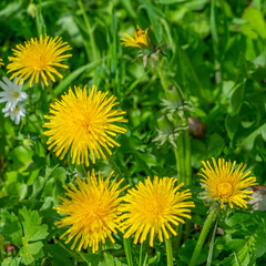 sunny dandelion flowers