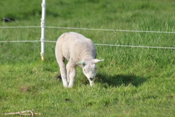 Newborn lambs in the grass along the dike during the spring in the Netherlands