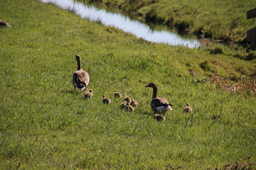 Young geese chicks in the pastures in the Krimpenerwaard where they cause inconvenience to farmers