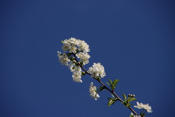 White cherry tree blossom with blue sky in the background in spring.in the Netherlands
