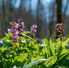 Corydalis cava flowers