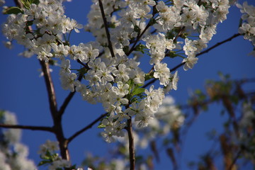 White cherry tree blossom with blue sky in the background in spring.in the Netherlands