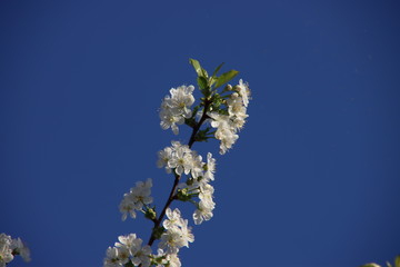 White cherry tree blossom with blue sky in the background in spring.in the Netherlands